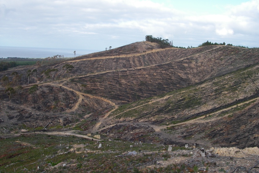 Skyline Tier: Before Restoration