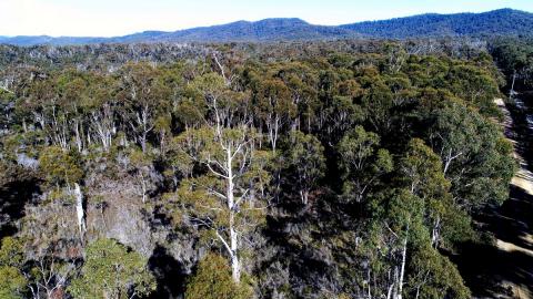 Future Potential Production Forests Protection